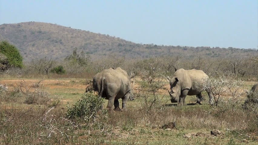 2 Rhino bulls showing aggression