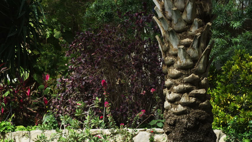 Base of a palm tree, next to the top a a rock wall,  red flowers and greenery abound at The Ein Gedi Kibbutz in Israel.   02/27/2011