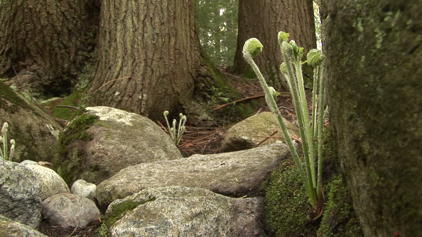 Fiddleheads sprouting by rocks on forest floor