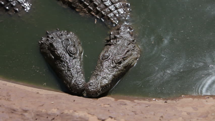 Gators fighting in their pond