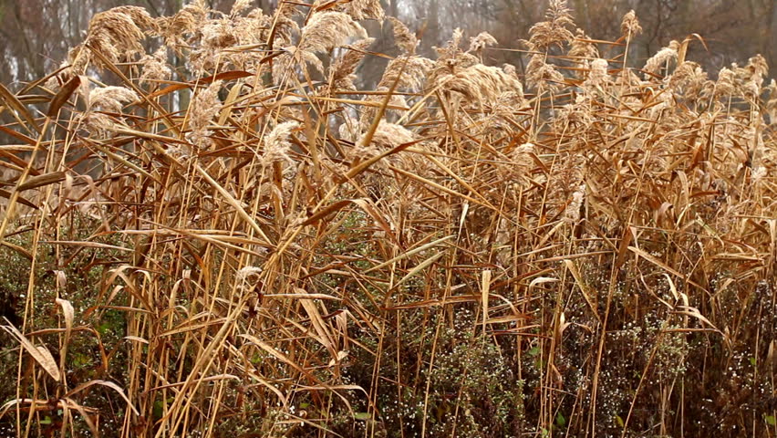 dry cane