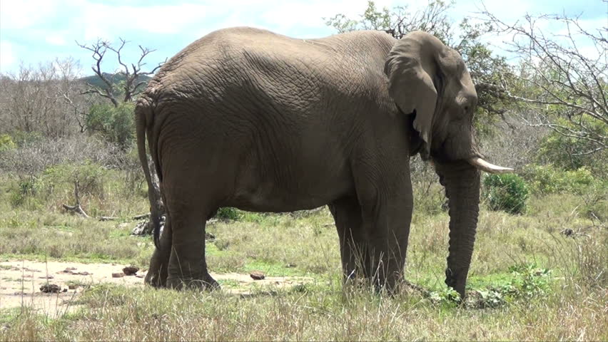 Elephant spraying itself with mud
