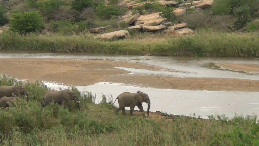 Troop of elephants