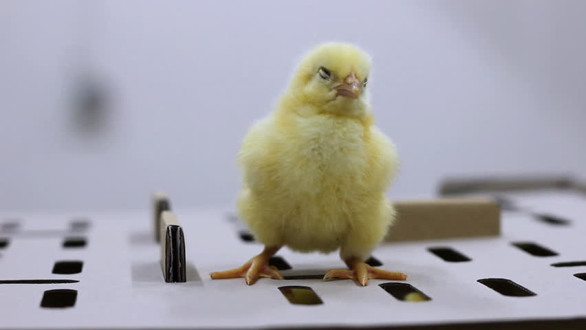 Baby Chick, First Steps