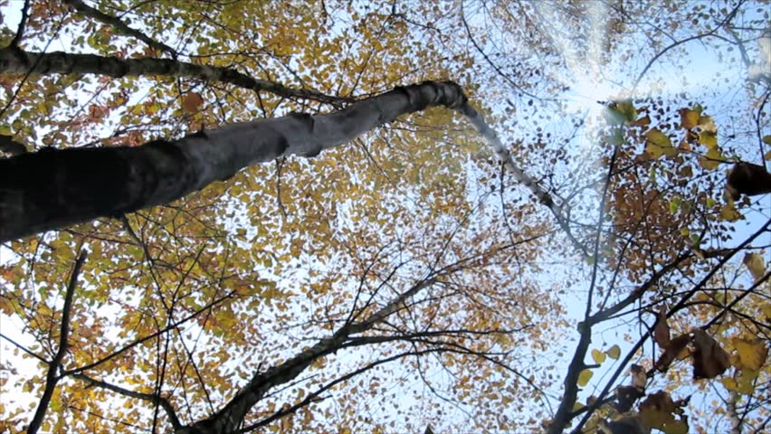 autumn
