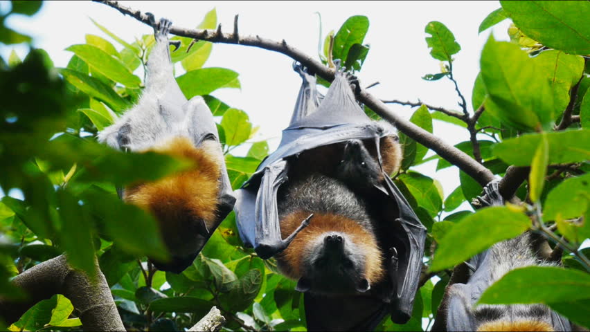 an adult and a baby fruit bat
