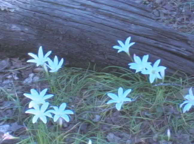 Adamasco lilies abound for just a few days in the cypress swamps of Florida.