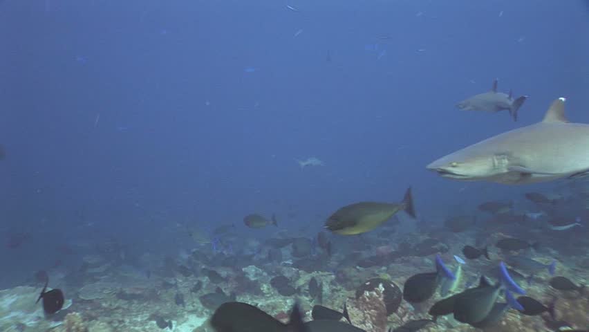 Close whitetip reef shark