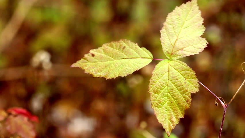 green leafs