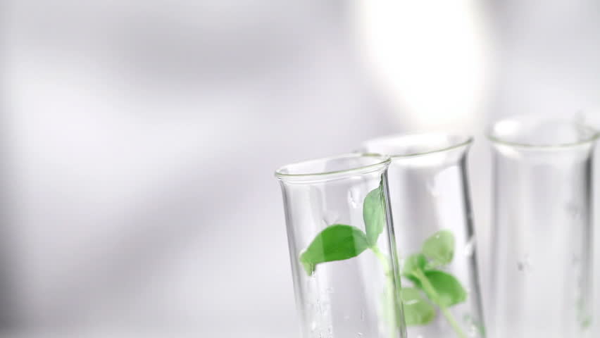 Researcher drops fluid into test tube with plant specimen