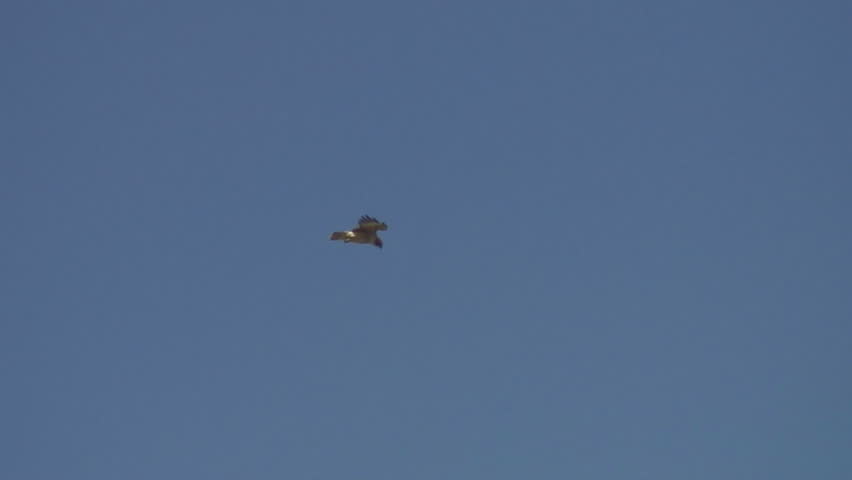 Redtail hawk soars and hunts in gusty winds
