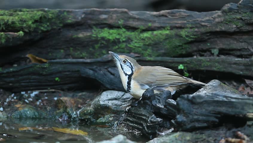 Bird(Greater-necklaced Laughing-thrush) drinking water