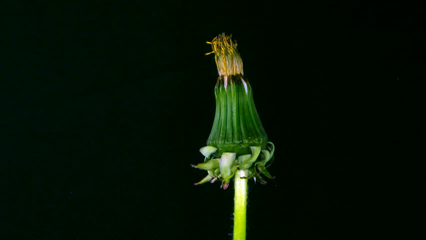 Time-lapse of growing and opening Dandelion 1 