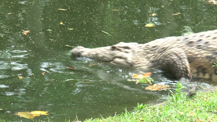 Alligator slides into murky water