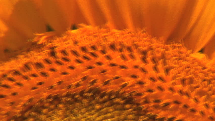 Ultra Close-up: Italian Sunflower in Wind