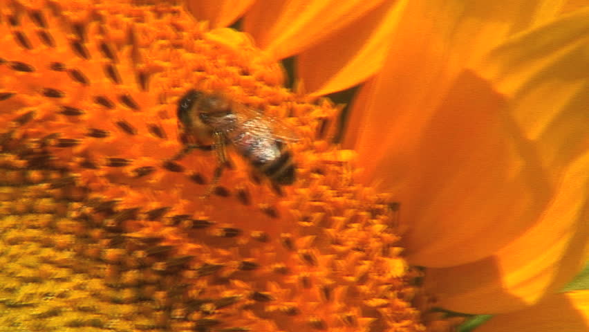 Bee Flying off Sunflower: Tuscany, Italy