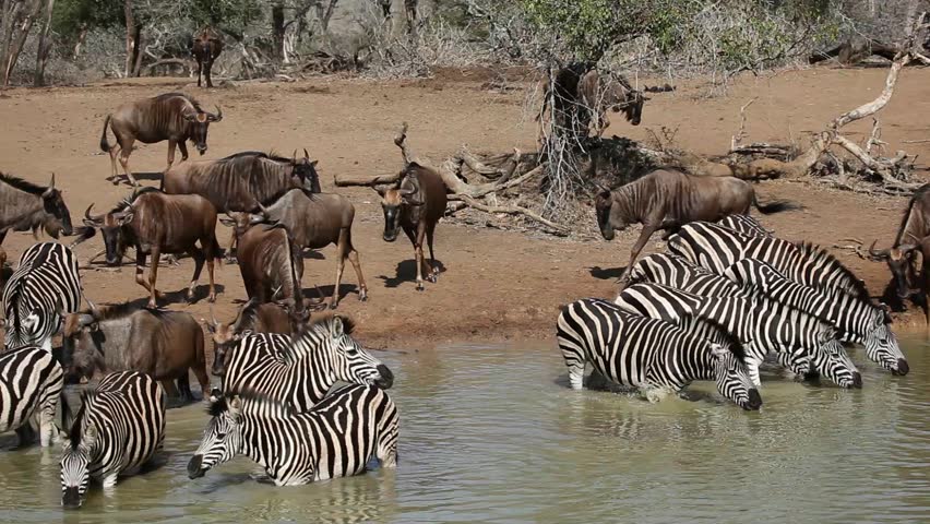 Herd of plains (Burchells) zebras and blue wildebeest drinking water, Mkuze game reserve, South Africa