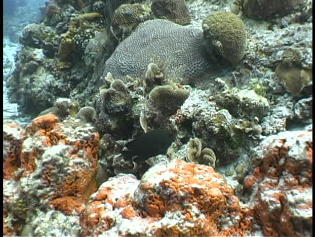 Reef scene