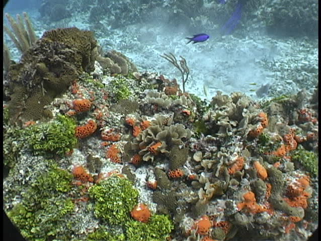 Reef scene