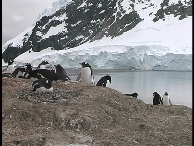 Penguins in Antarctica