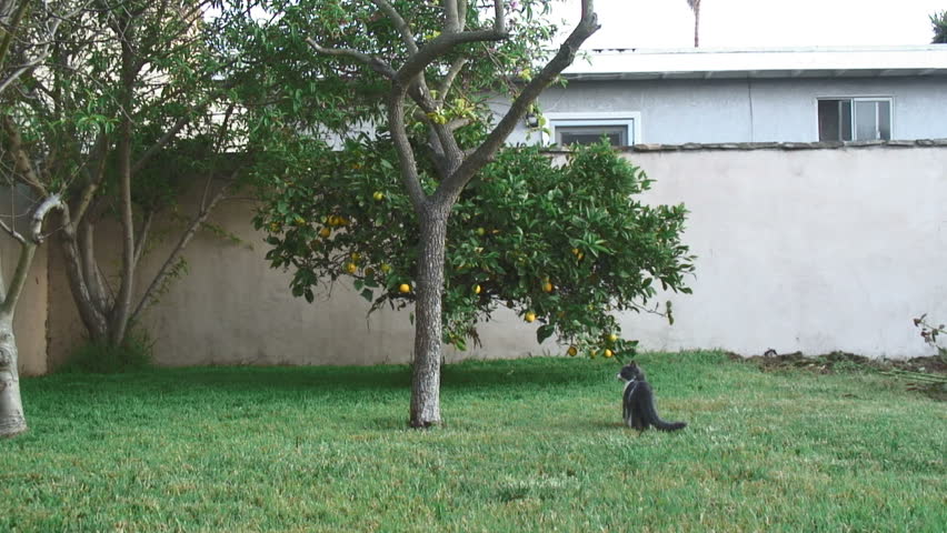 Cat Walking in Yard