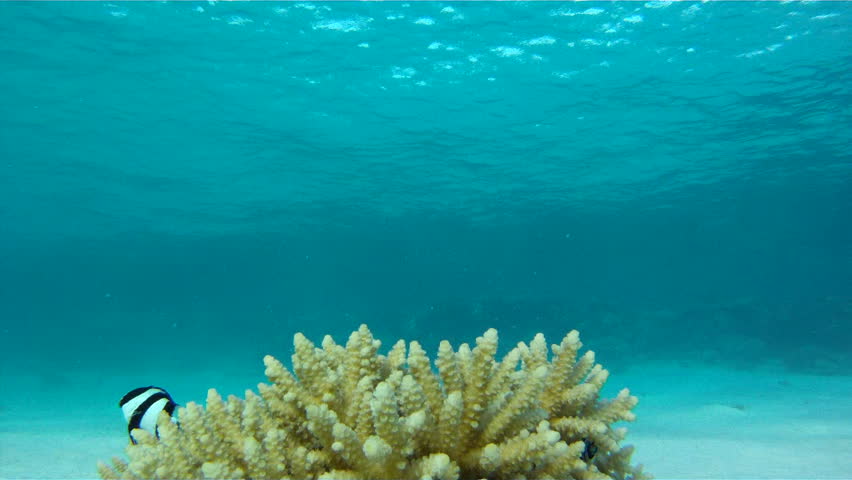 Beautiful coral at the bottom of the Red Sea with curious fish Dascyllus. Footage is good as background or screen saver.