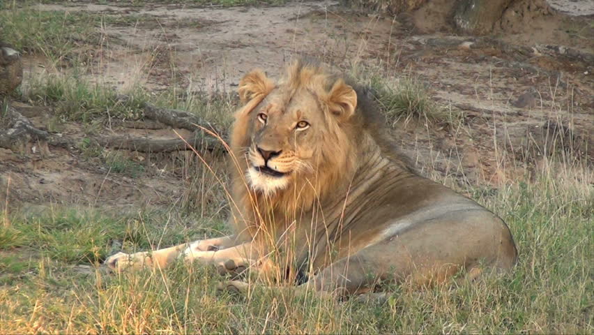 Male lion scratches and cleans himself