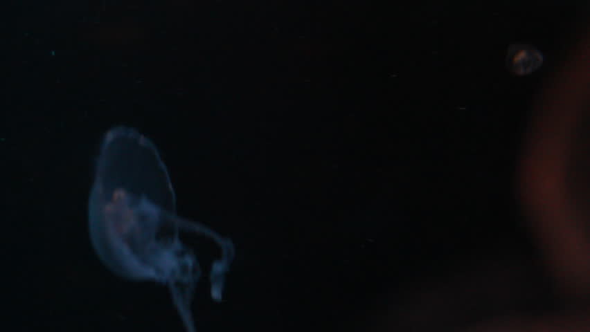 Jellyfish swimming in aquarium