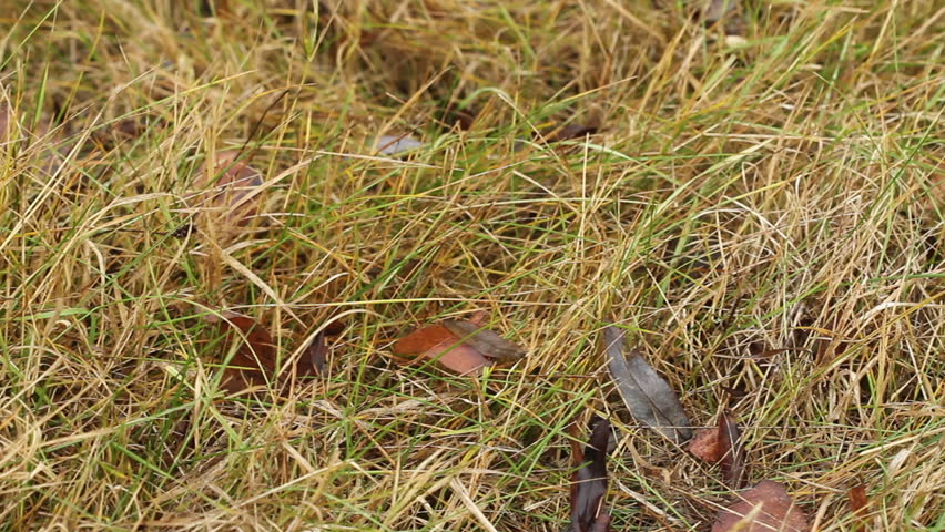 grass