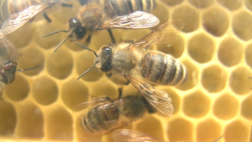 Honeybee sitting atop honeycombs in its hive