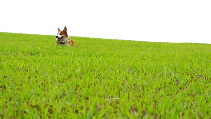 Pembroke Welsh Corgi running down a green glass field 