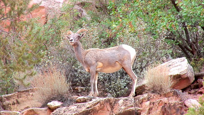 Proud-looking bighorn sheep ewe 