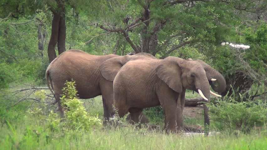 3 elephants drinking at watering hole