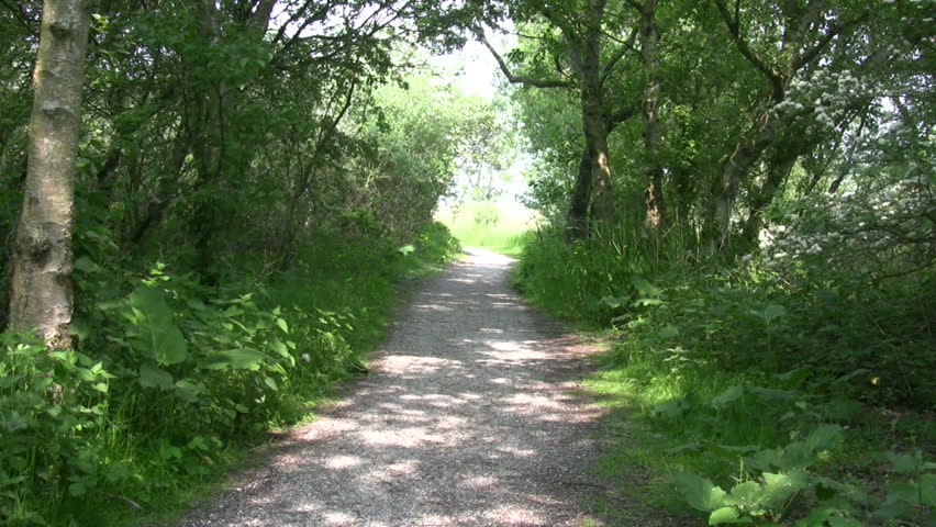 Overgrown foot path in dune nature preserve 