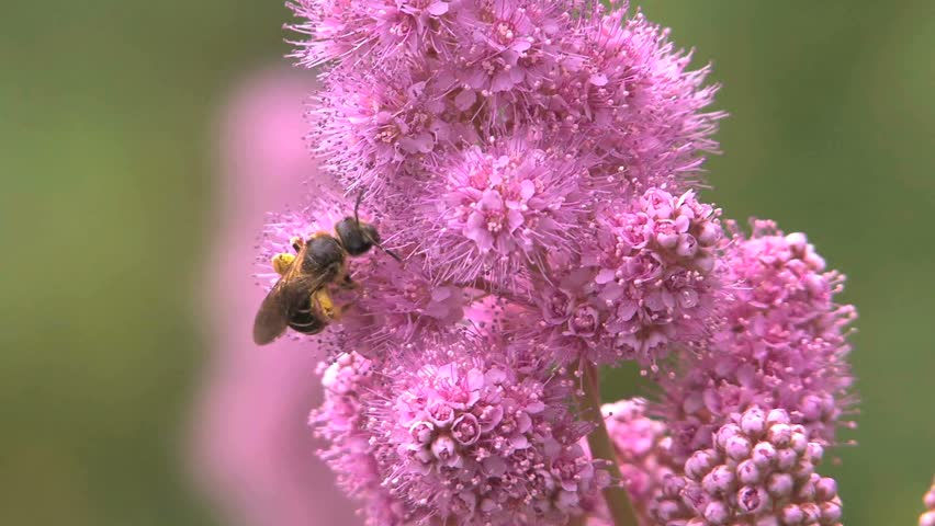 Honey Bee on Purple wildflower