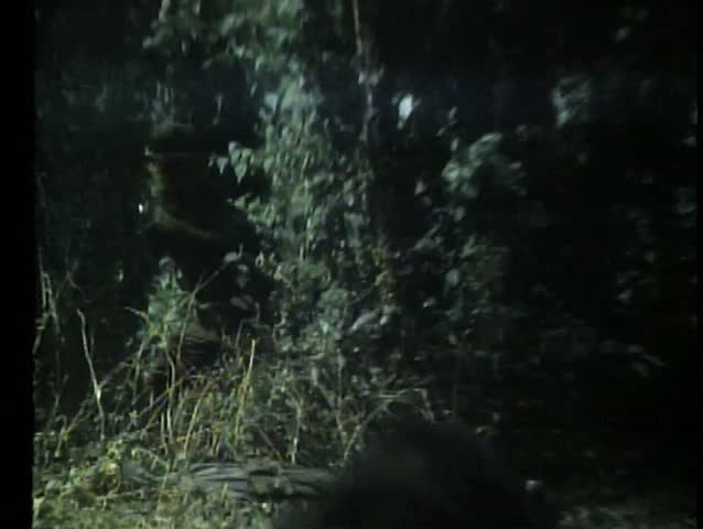 Soldiers fighting on wooded hillside