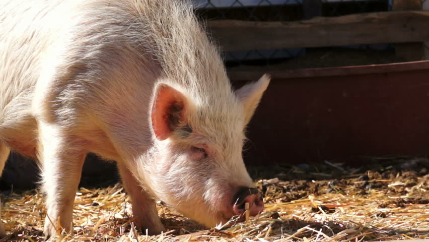 Hairy white pig at the ranch eating hay off of the ground on a sunny day.