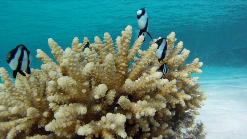 Young girl swimming underwater near the coral with fish in Red Sea.