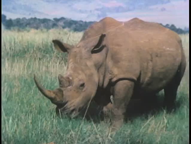 Montage of African fauna