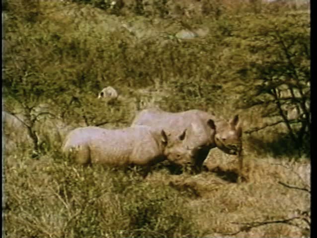 Montage - rhinos grazing in Africa