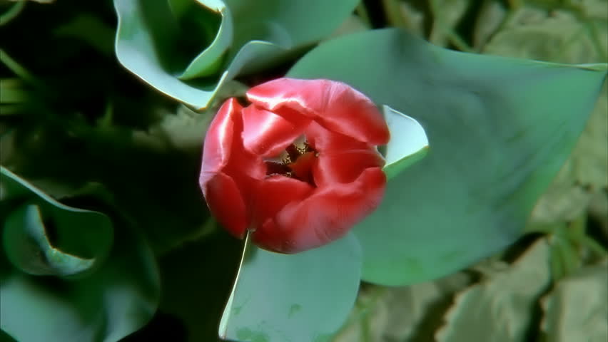 Red Tulip Flower Blooming in Time-lapse (faster)