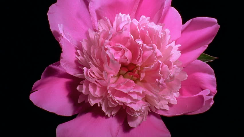 Pink peony Flower Blooming in Time-lapse
