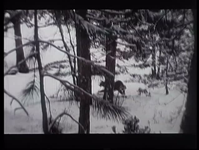 Cougar chasing rabbit in the snow and attacking it