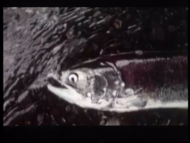 Salmon dying in stream