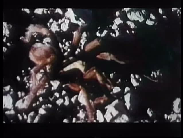 Wide shot of tarantula crawling over rocks