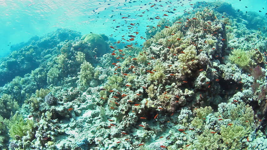 Tropical coral reef and fishes on Red Sea.