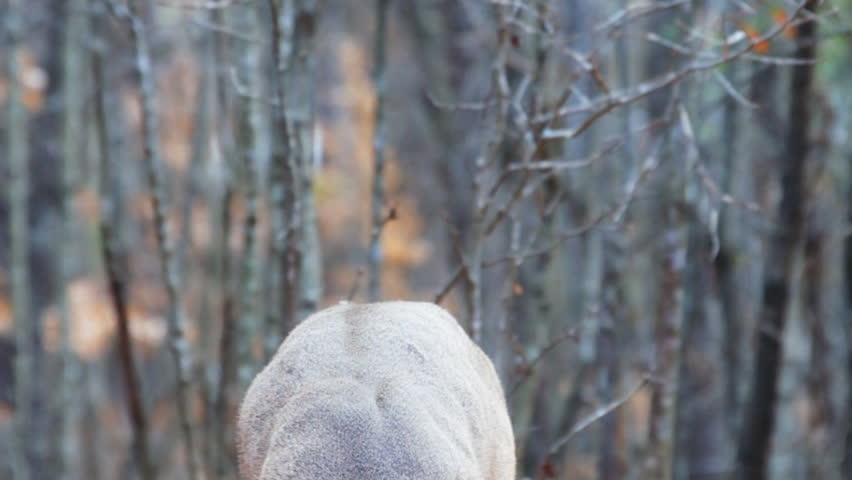 Whitetail Deer (Odocoileus virginianus) in Georgia