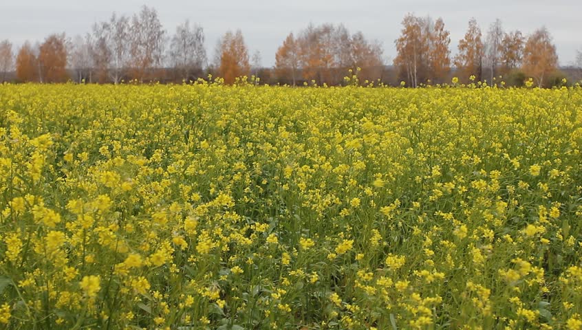 Field of rapeseed