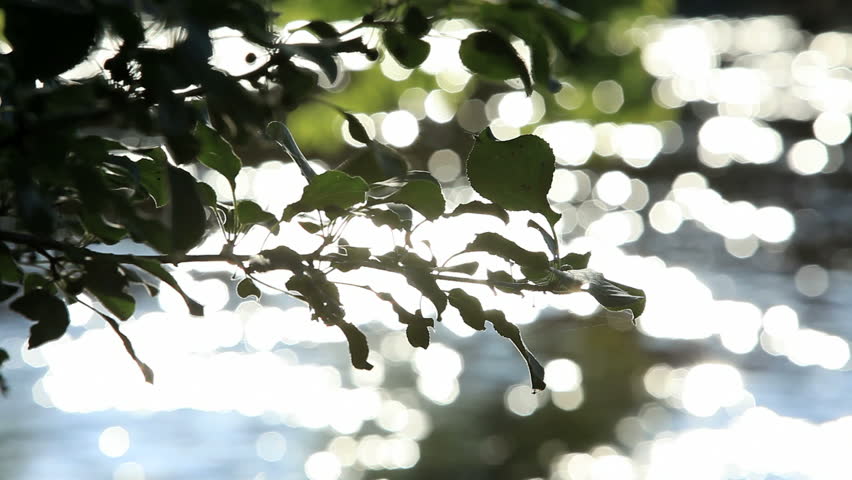 Peaceful abstract nature shot of a branch in the foreground and a sparkling river out of focus in the background