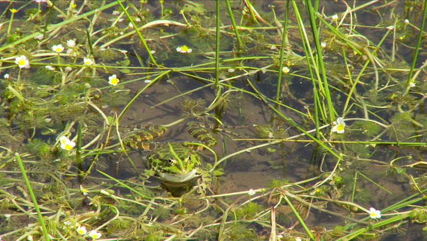 Frogs in the water